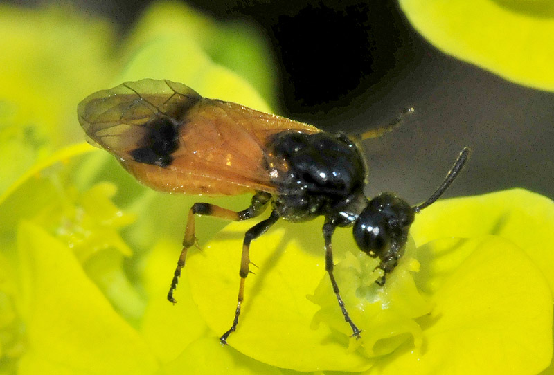 Argidae: confermata femmina di Arge cyanocrocea